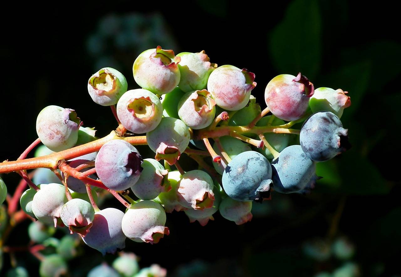 The Science of Resilience: Building Mental Toughness and Coping Skills