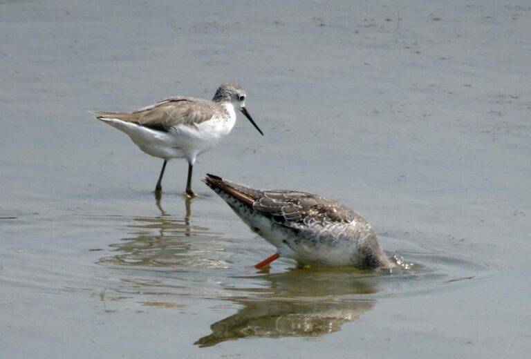 How Political Parties Build Voter Bases